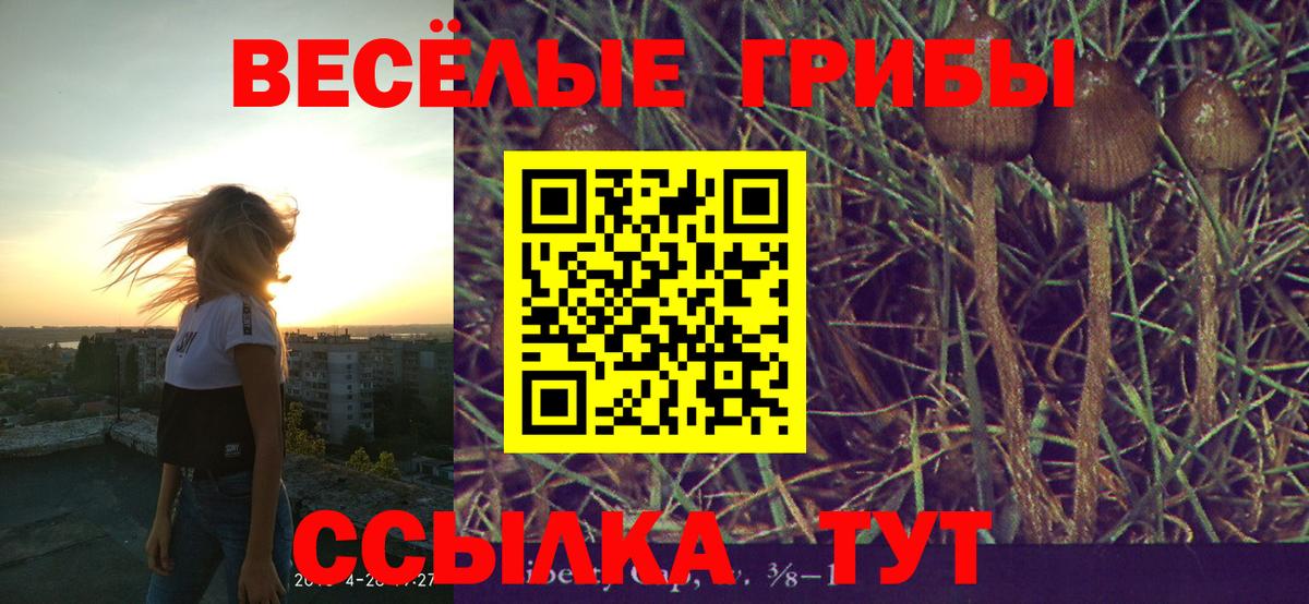 Псилоцибиновые грибы Cubensis Сибай